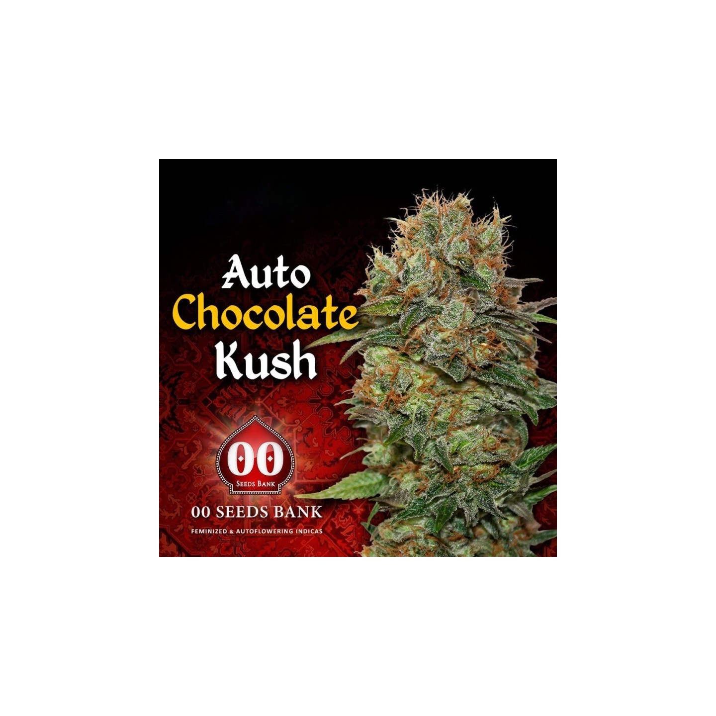 Chocolate Kush Autofloreciente Feminizada de 00 Seeds