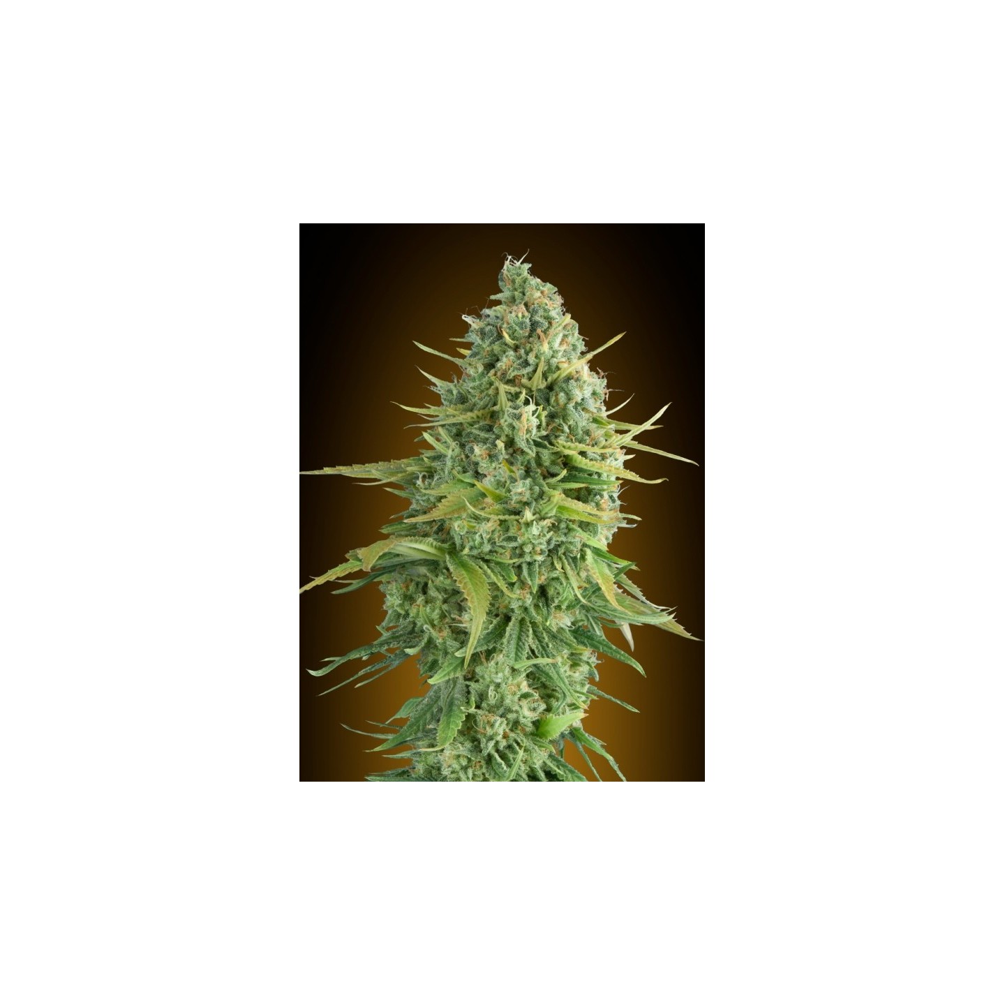 Do-Si-Dos Cookies Autofloreciente Feminizada de 00 Seeds