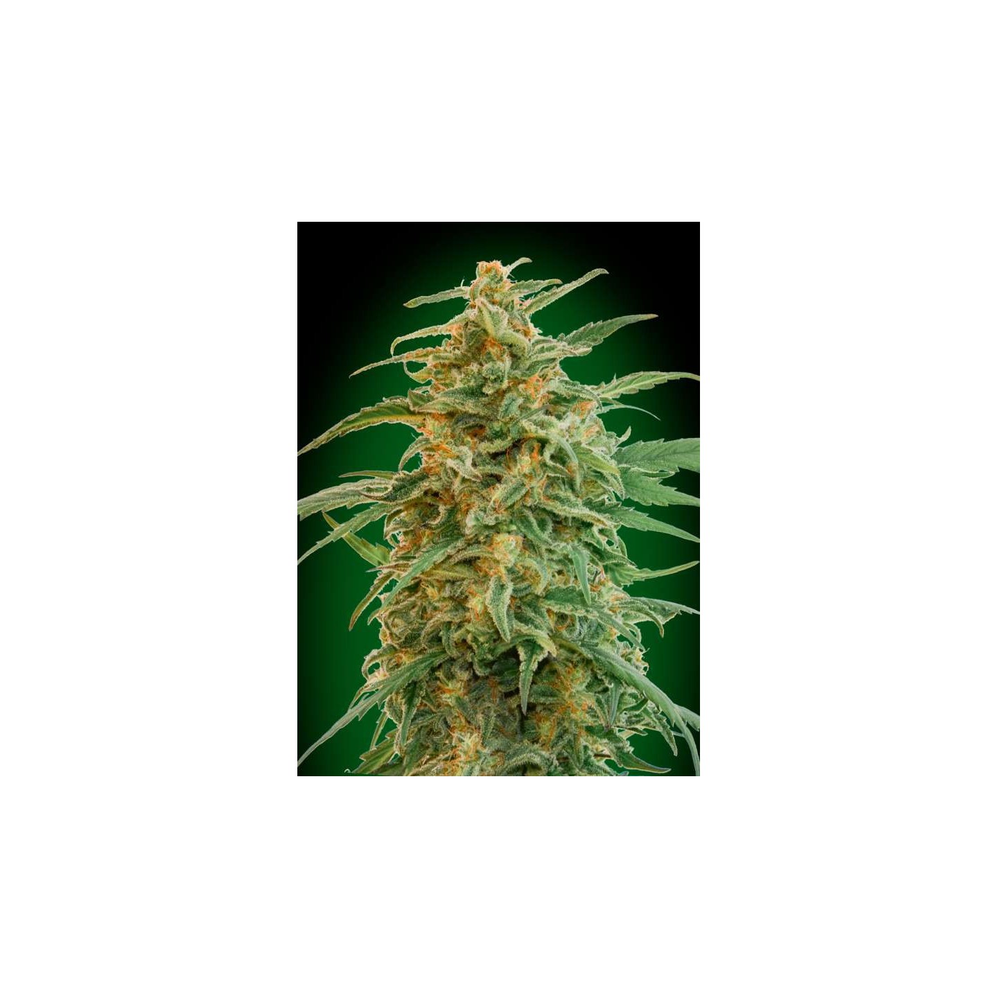 Gorilla Autofloreciente de 00 Seeds