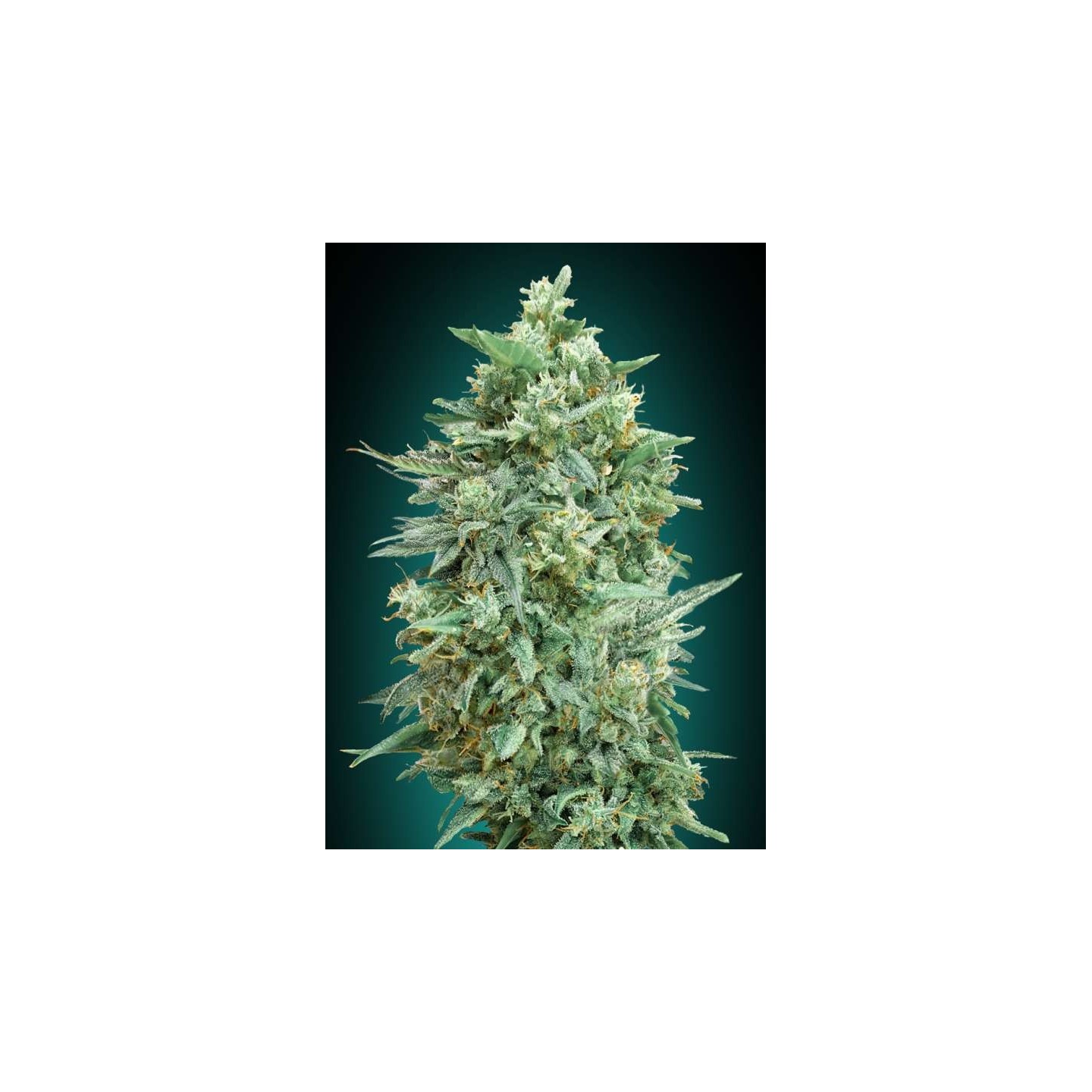Northern Lights Xxl Autofloreciente Feminizada de 00 Seeds