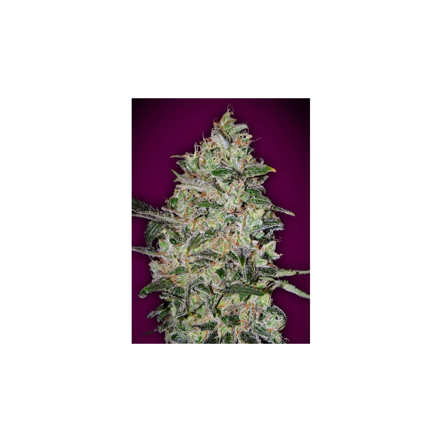 Bubble Gum Fast Feminizada de 00 Seeds