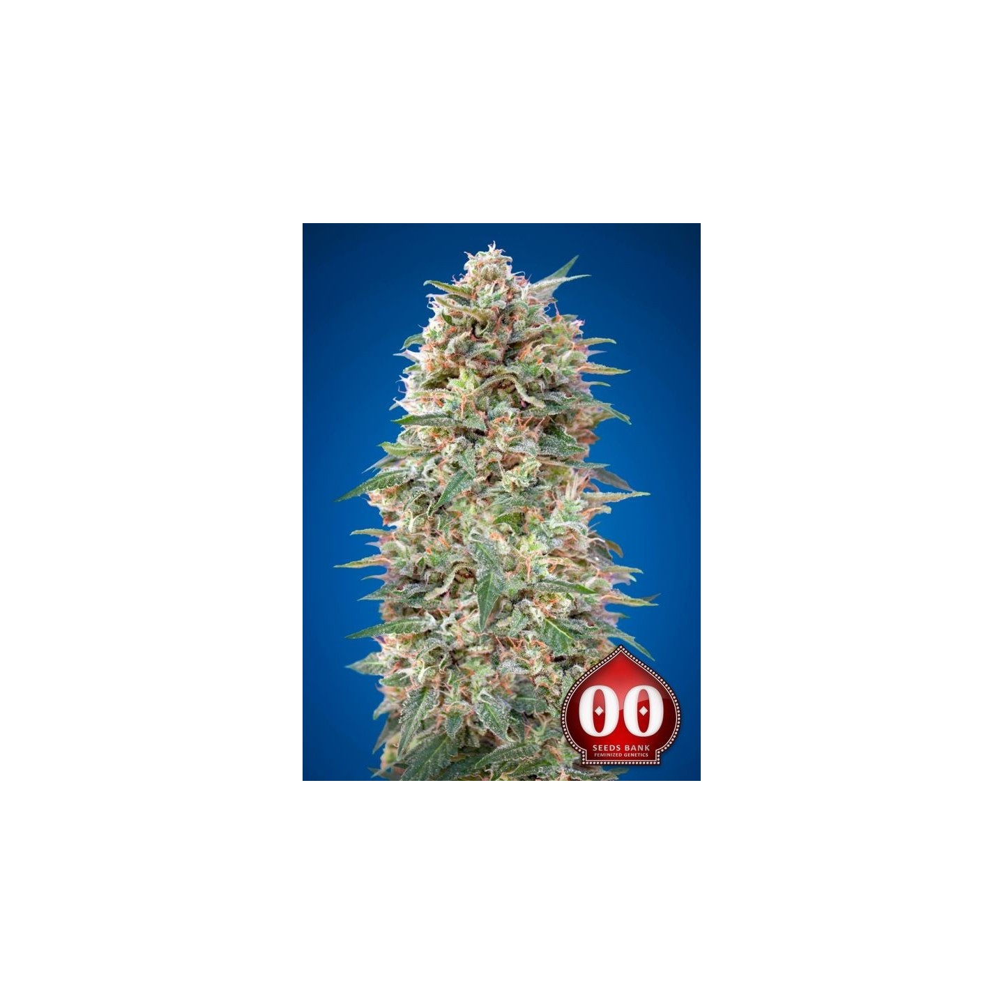 California Kush V Feminizada de 00 Seeds