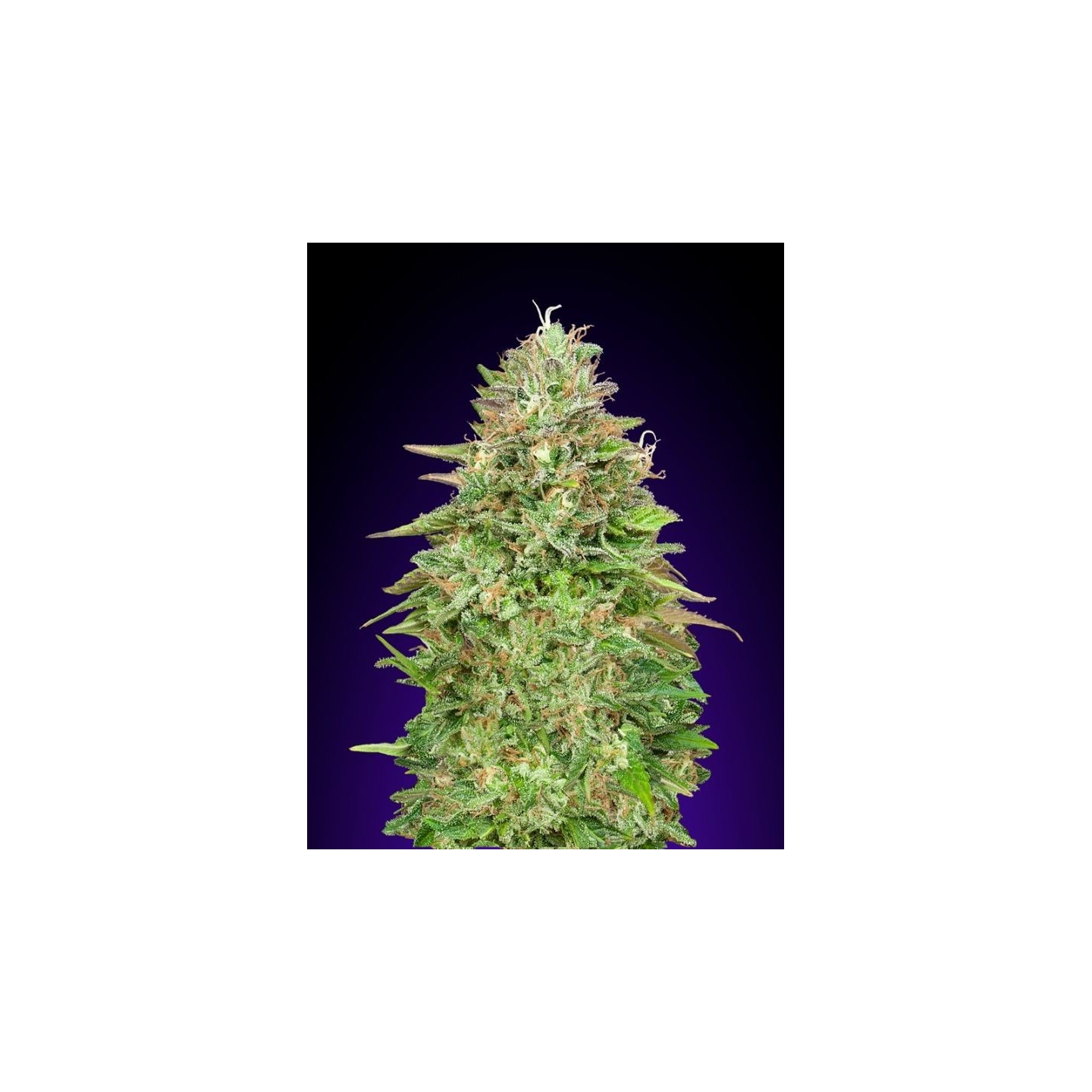 Critical Poison Fast Version Feminizada de 00 Seeds