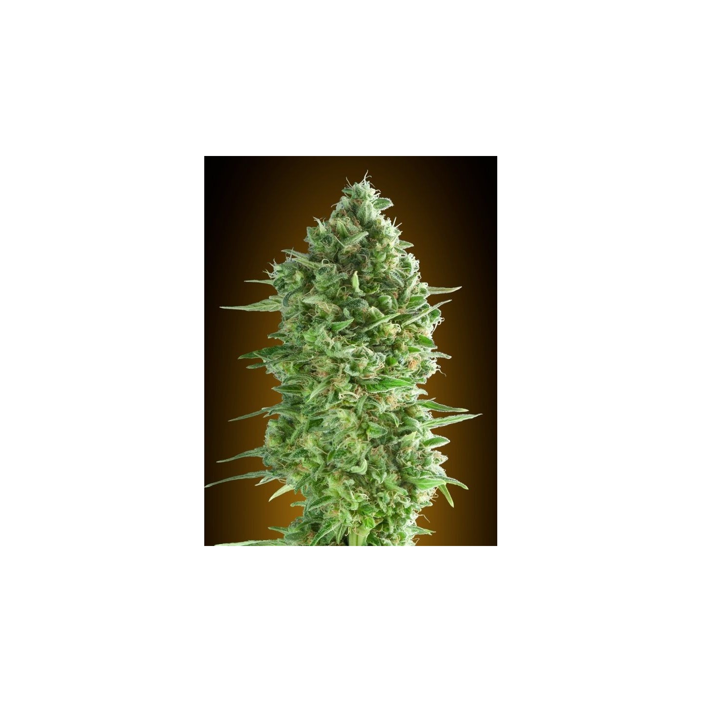 Do-Si-Dos Cookies Feminizada de 00 Seeds
