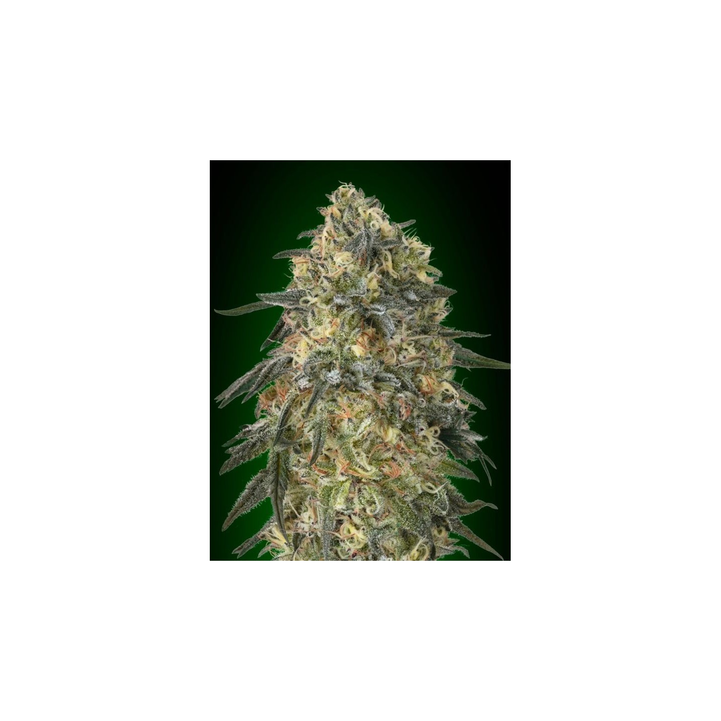 Gorilla Feminizada de 00 Seeds