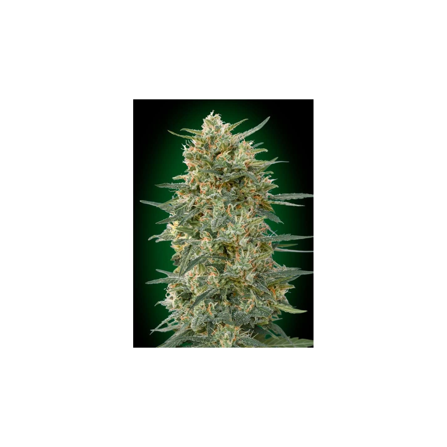 Gorilla Fast Feminizada de 00 Seeds