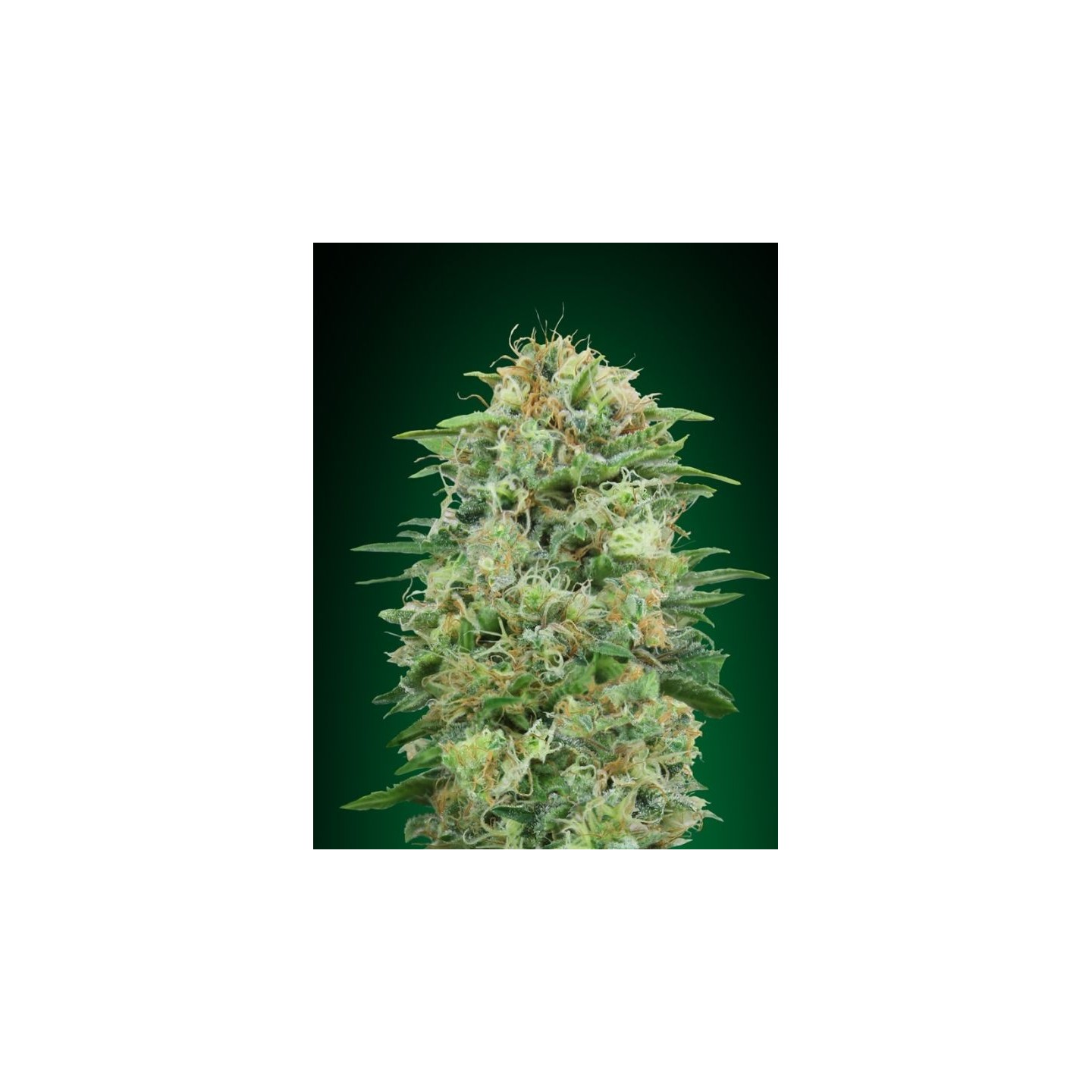 White Widow Cbd Feminizada de 00 Seeds