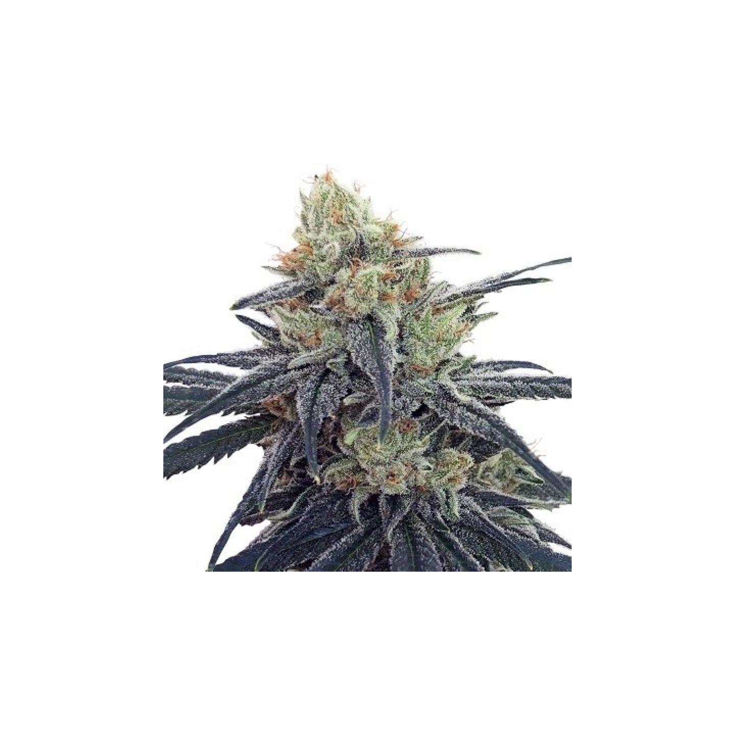 Cbd #1 Feminizada de Ace Seeds
