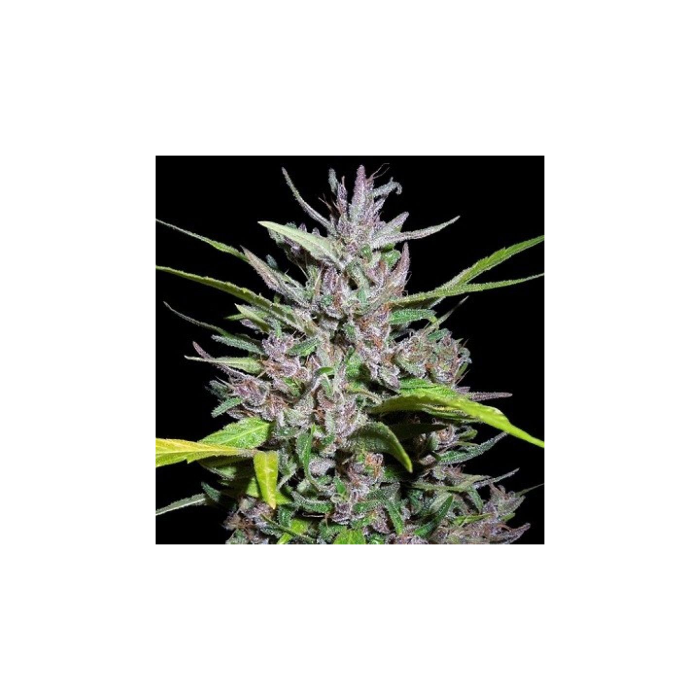 Honduras X Panama Feminizada de Ace Seeds
