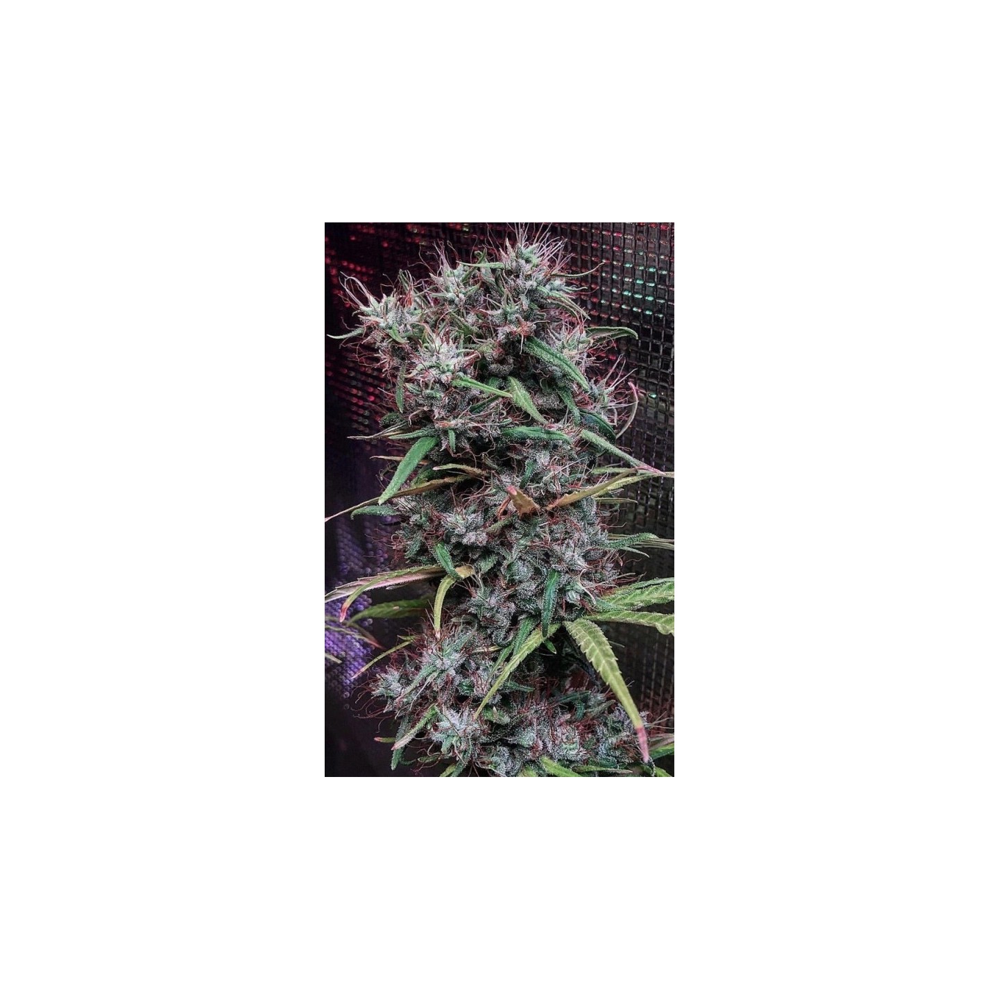 Etiope X Malawi Regular de Ace Seeds