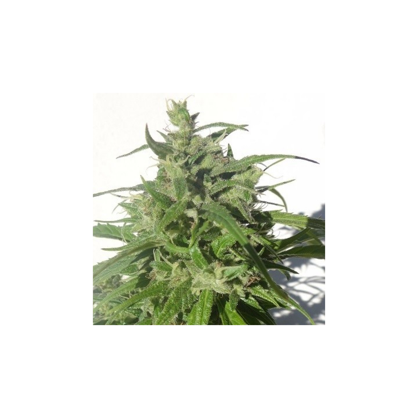 Green Honduras Haze Regular de Ace Seeds