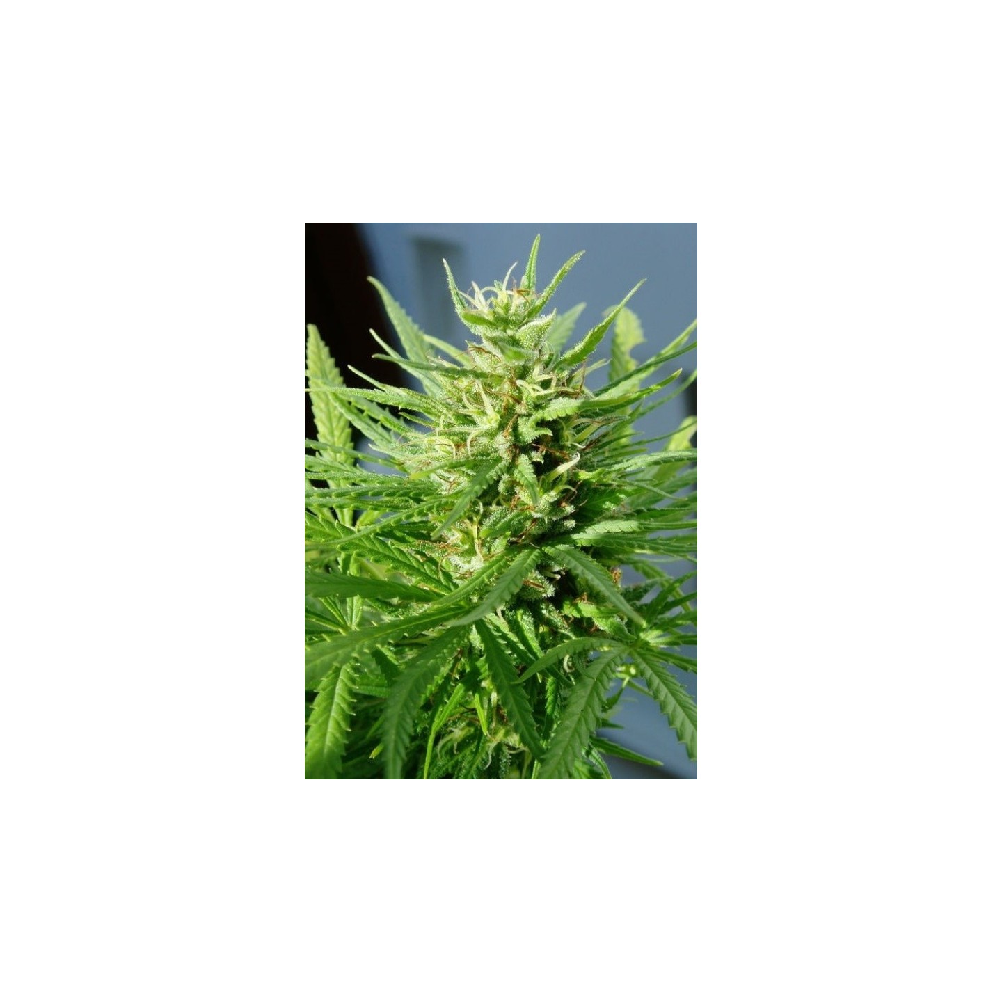 Guawi Regular de Ace Seeds
