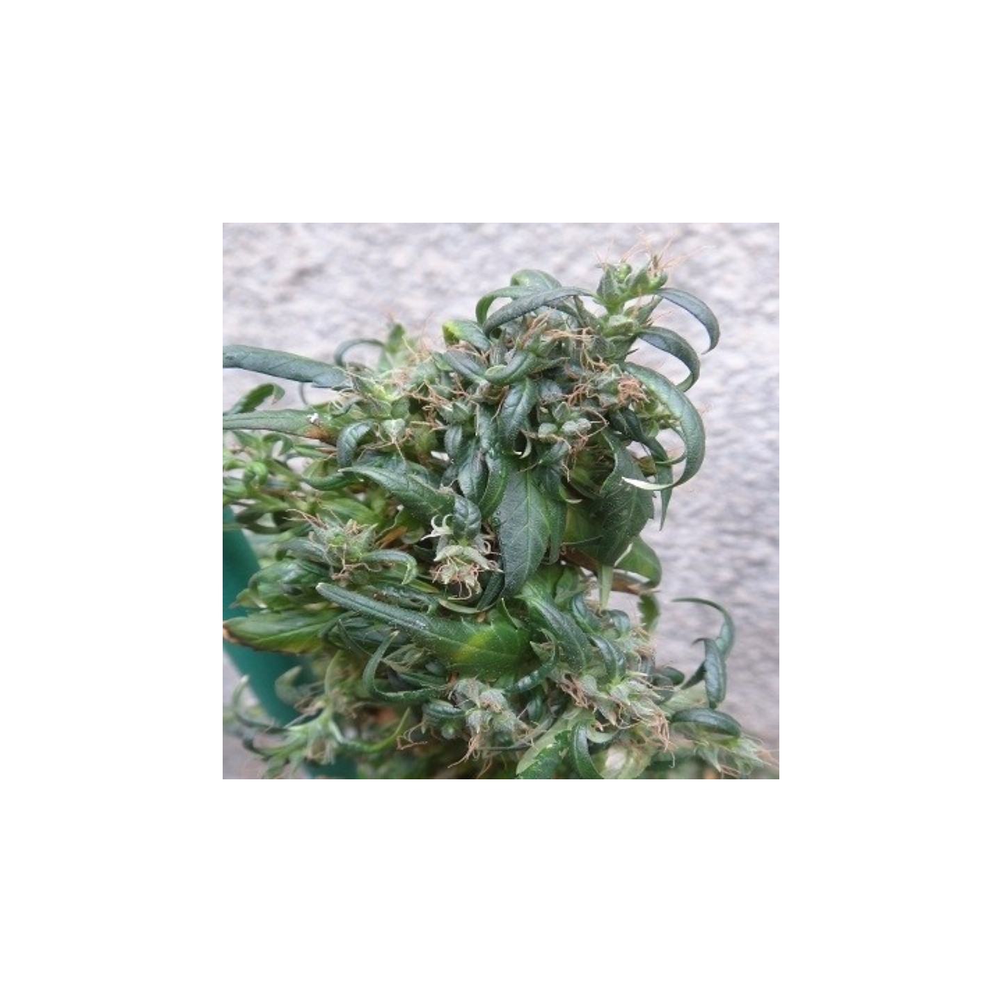 Hokkaido Japon Regular de Ace Seeds