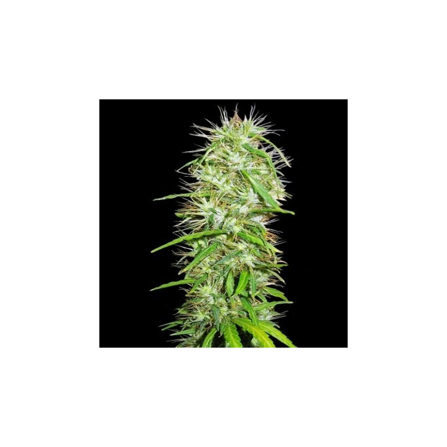 Mauricio X Etiope Regular de Ace Seeds