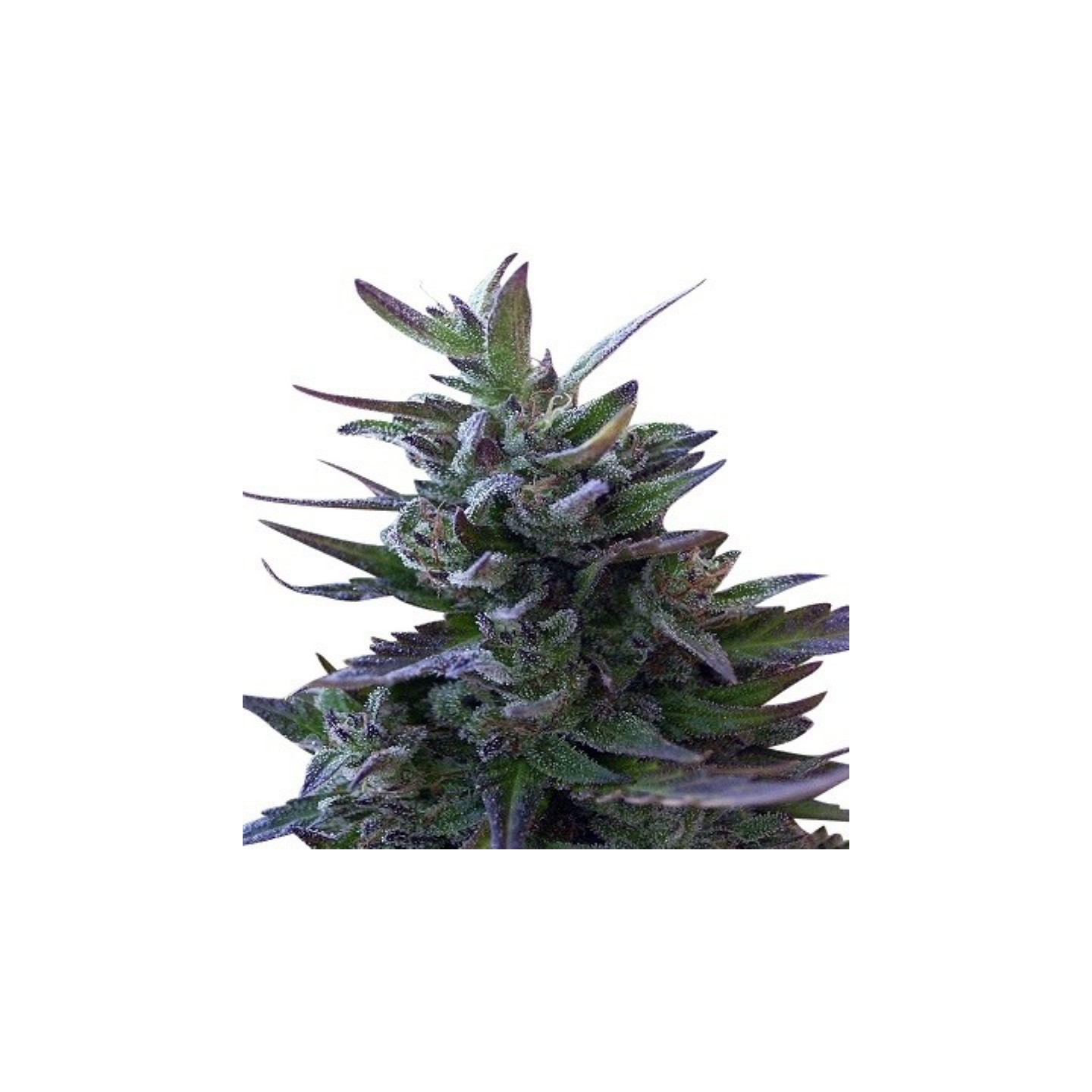 Nepal Mist Regular de Ace Seeds