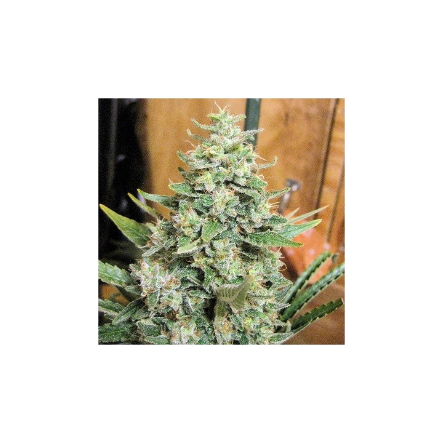 Panama X Malawi Regular de Ace Seeds
