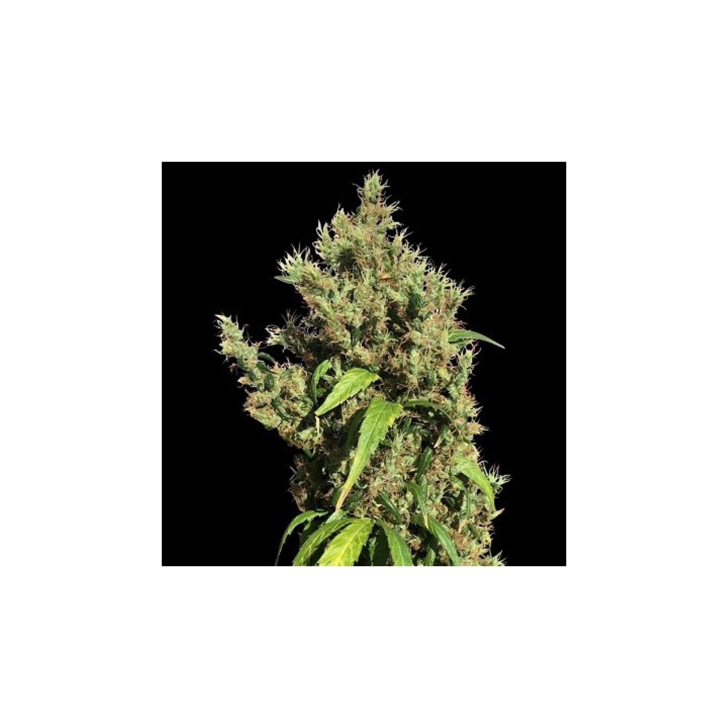 Purple Honduras Haze Regular de Ace Seeds