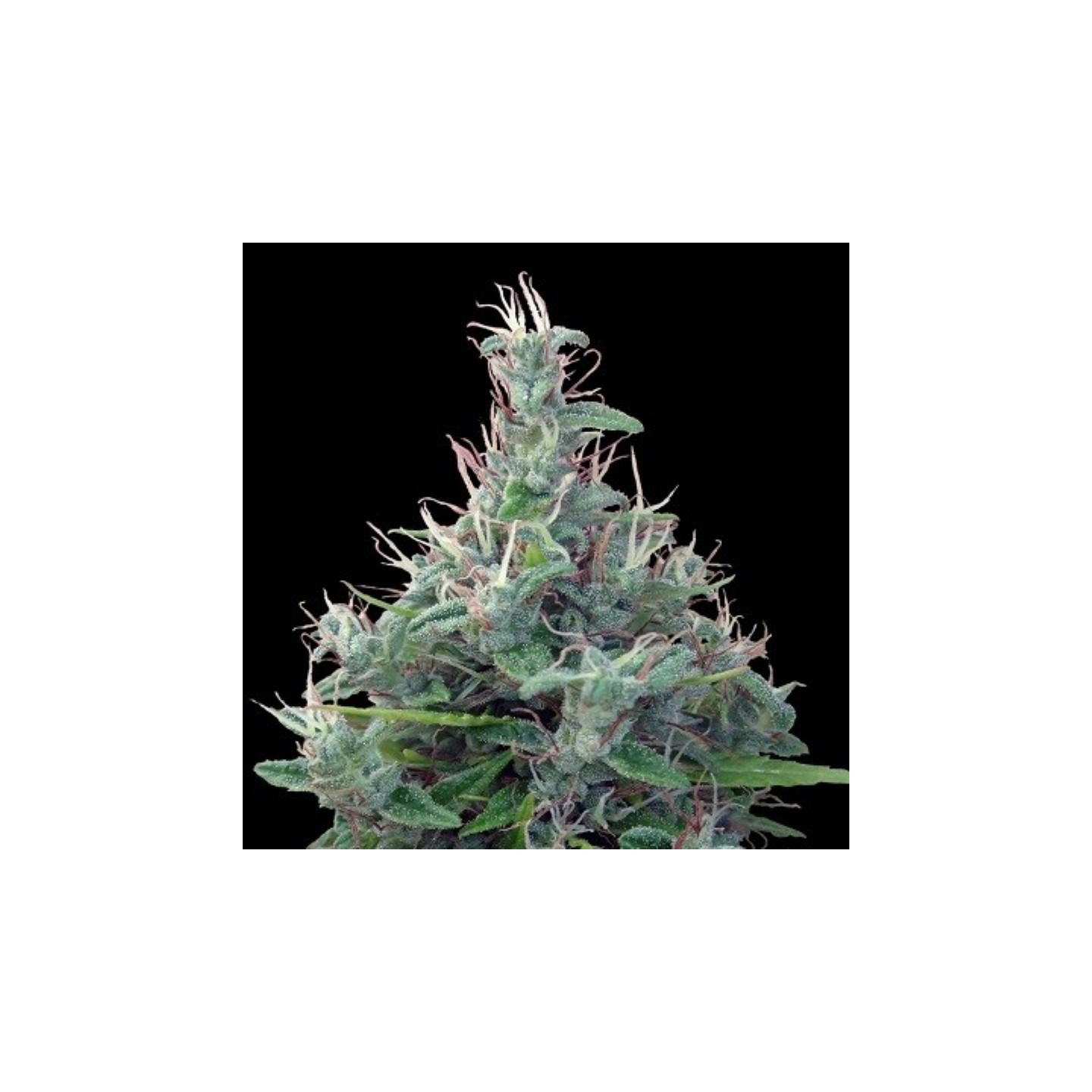 Lebanese Pack De Cria Regular de Ace Seeds