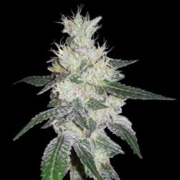 Bangi Congo X Panama Feminizada de Ace Seeds