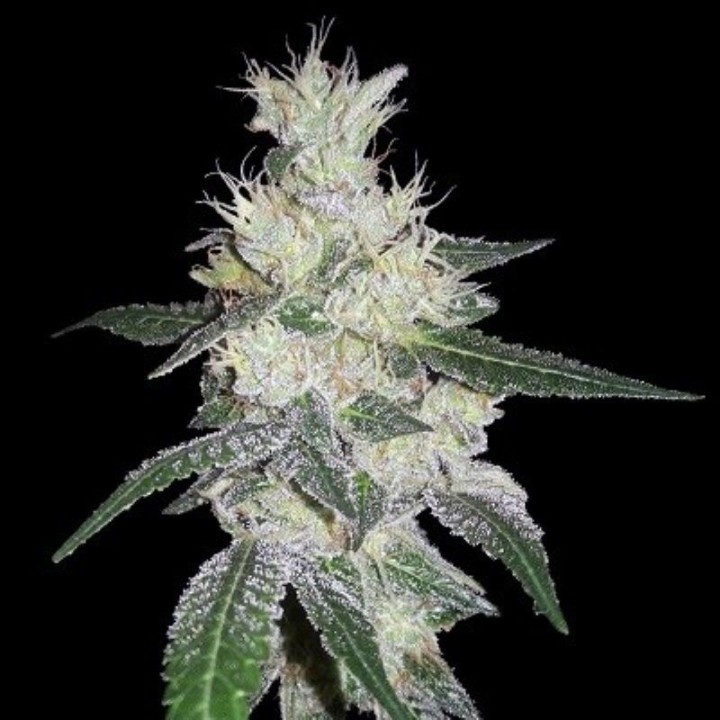 Bangi Congo X Panama Feminizada de Ace Seeds