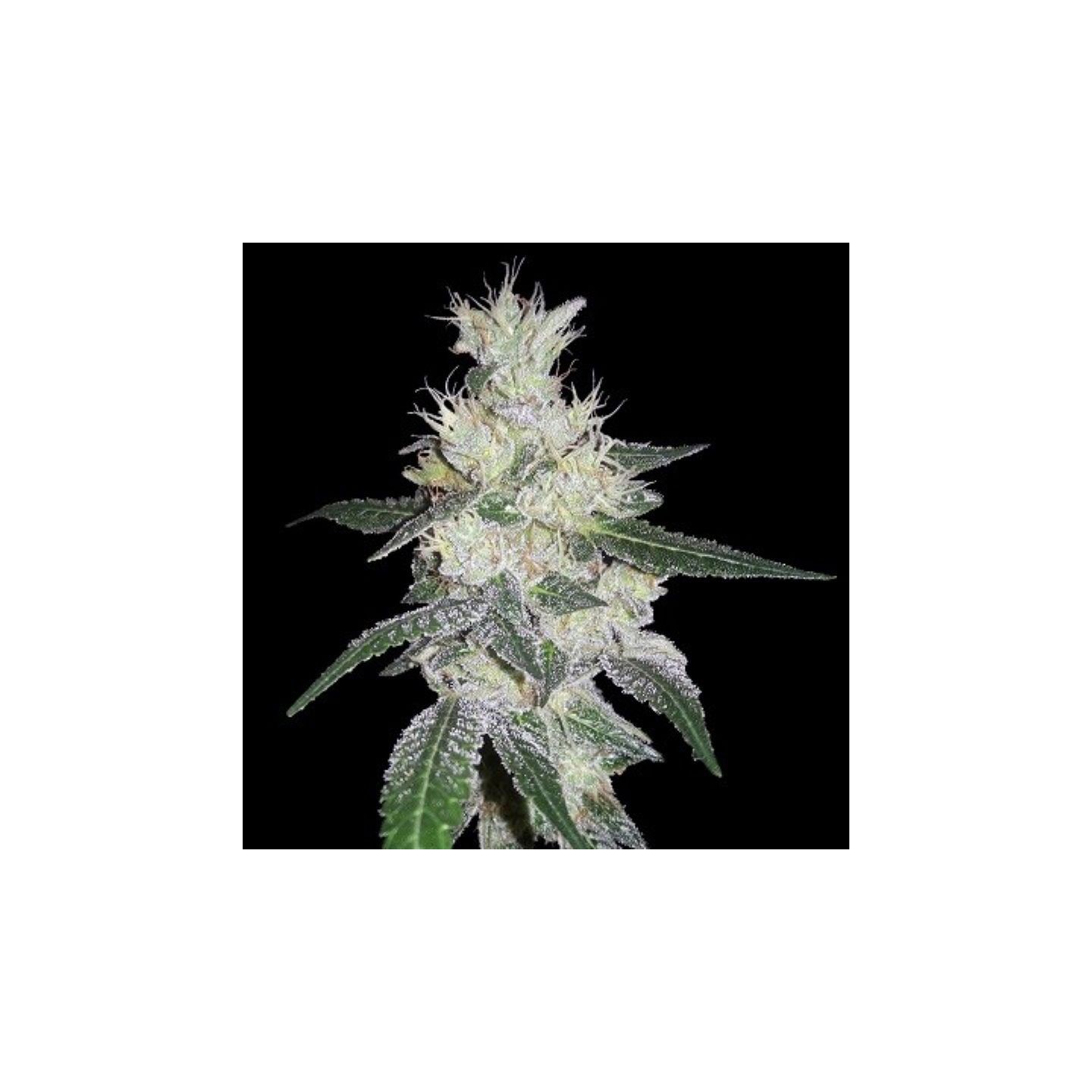 Bangi Congo X Panama Feminizada de Ace Seeds