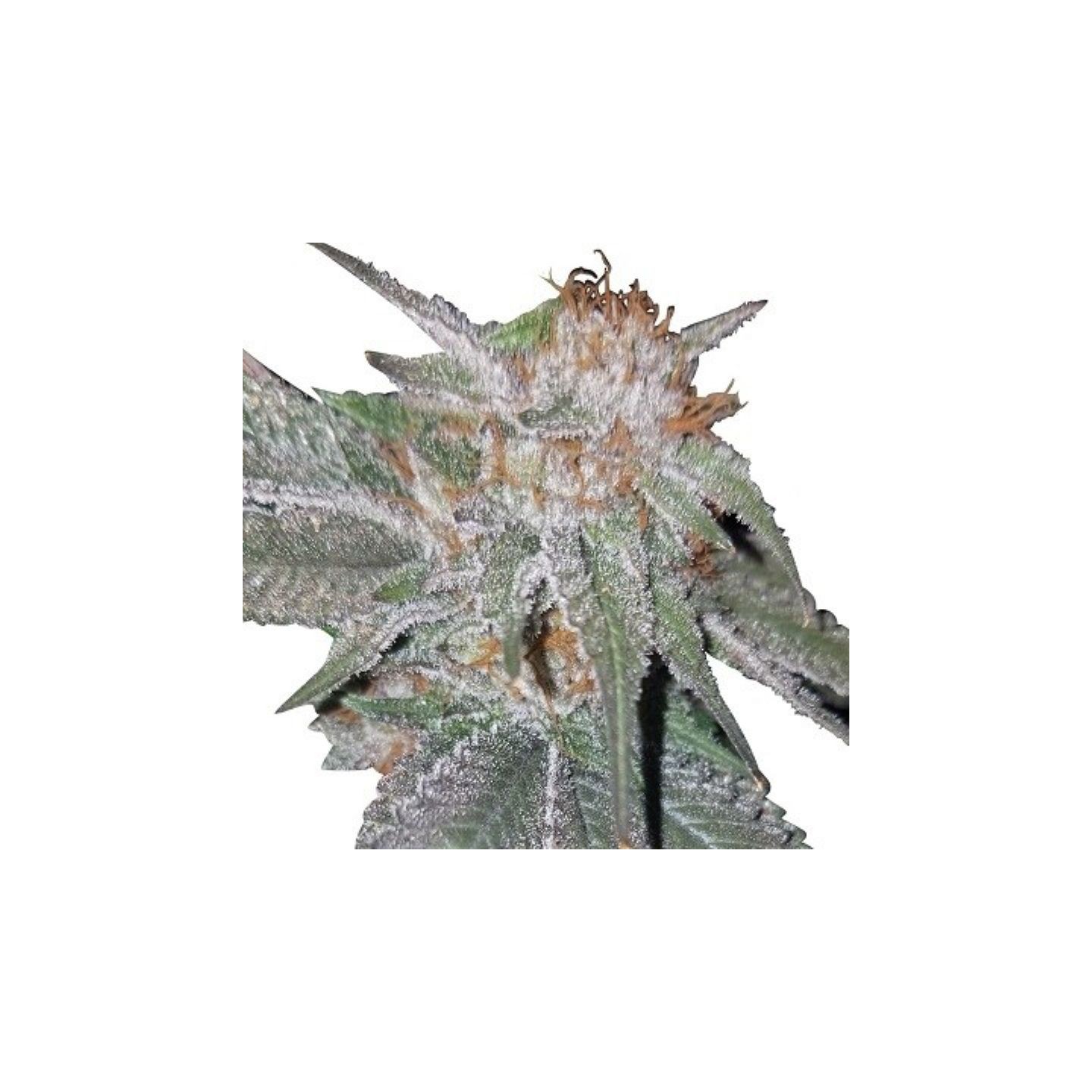 Bubba Kush X Nepal Jam Feminizada de Ace Seeds