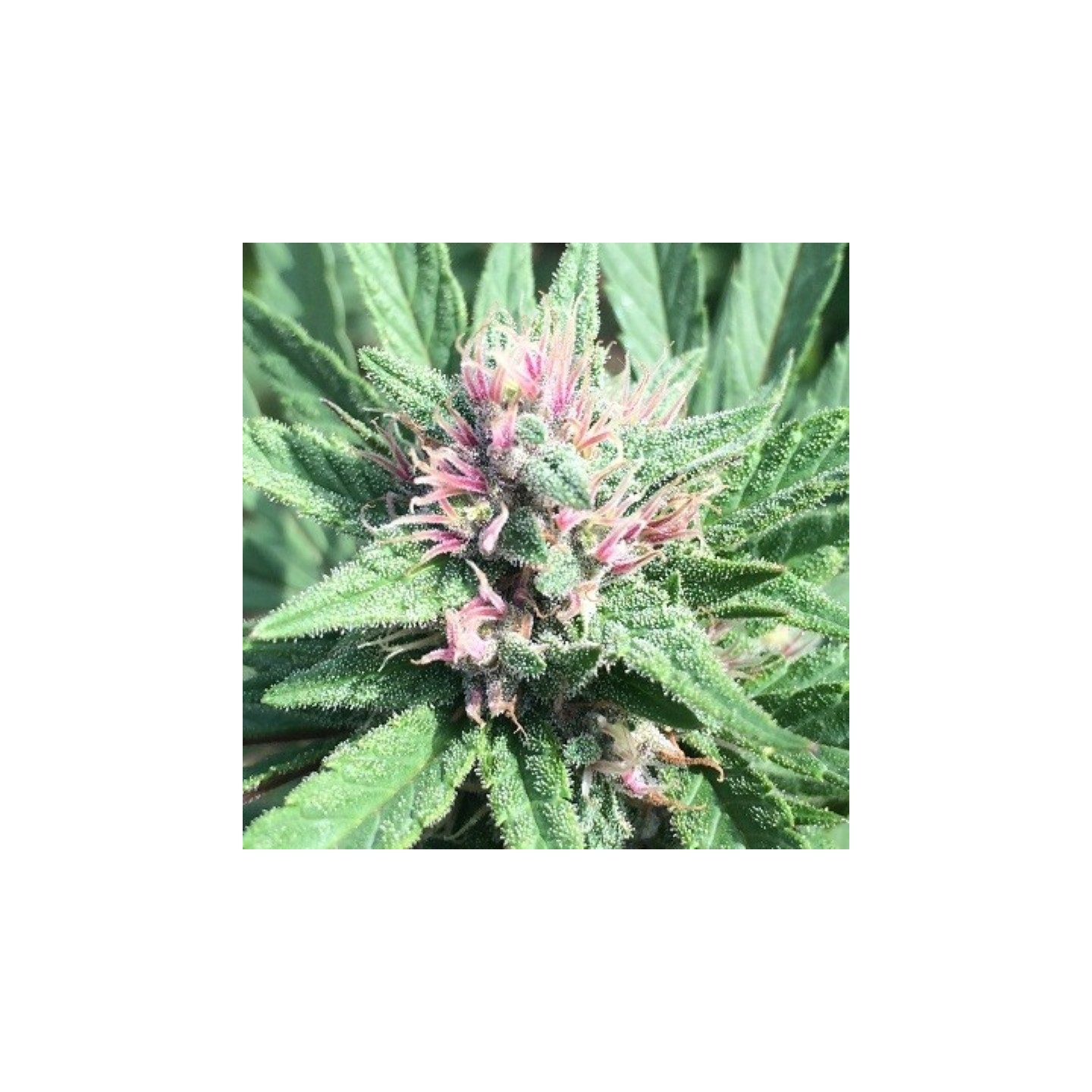 Erdpurt X Pck Feminizada de Ace Seeds