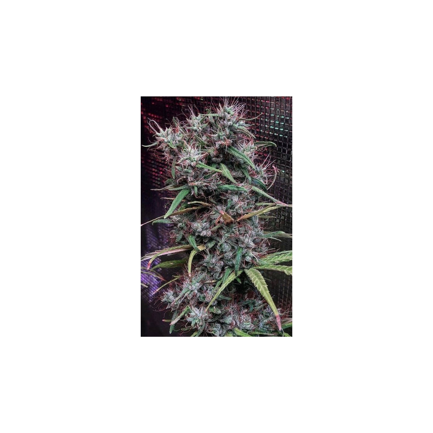 Etiope X Malawi Feminizada de Ace Seeds