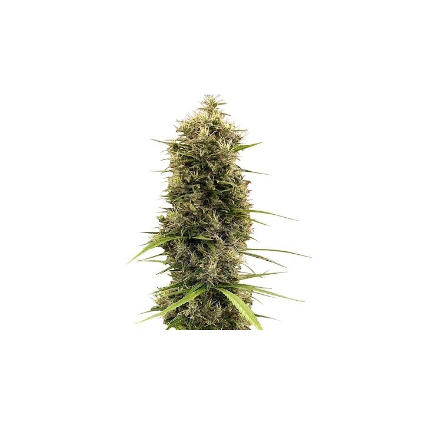 Golden Tiger 3ª Version Feminizada de Ace Seeds