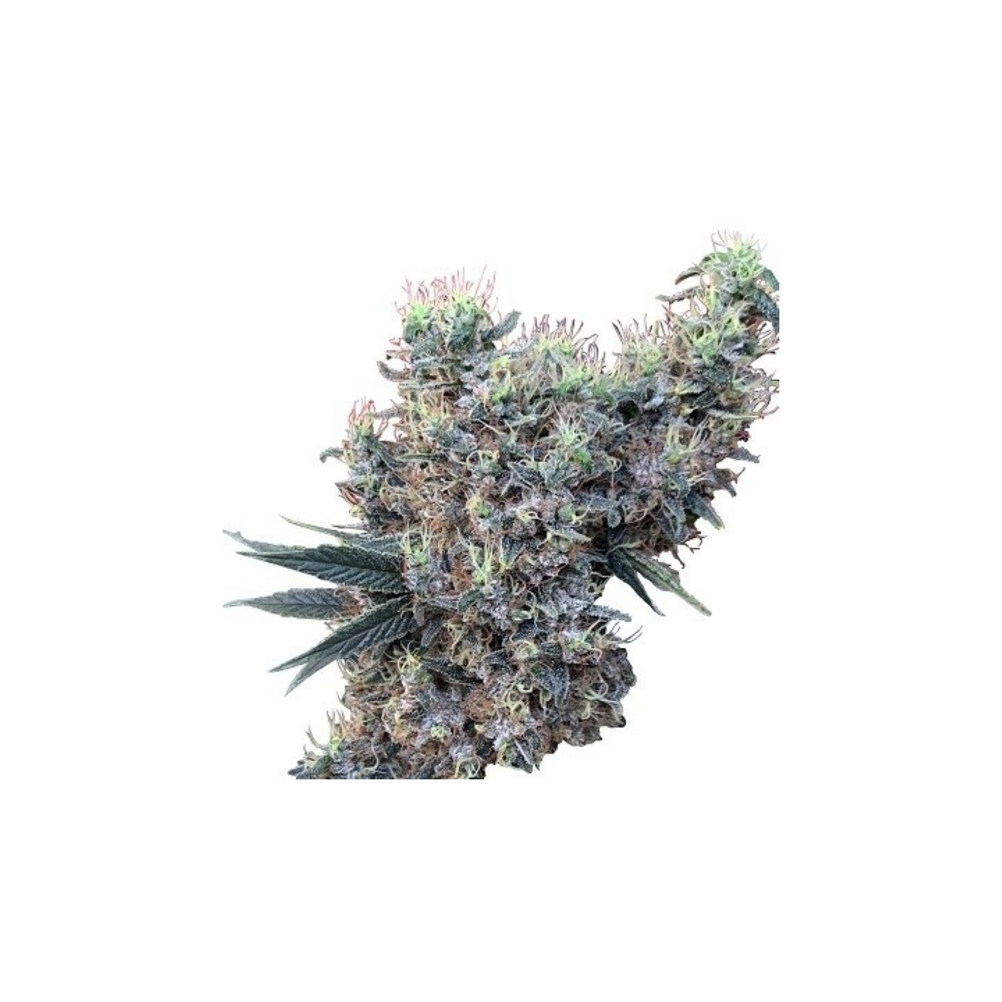 Golden Tiger X Panama Feminizada de Ace Seeds