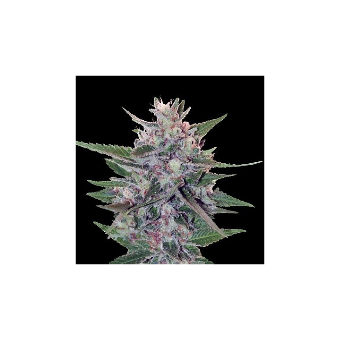 Hashplant S1 Feminizada de Ace Seeds