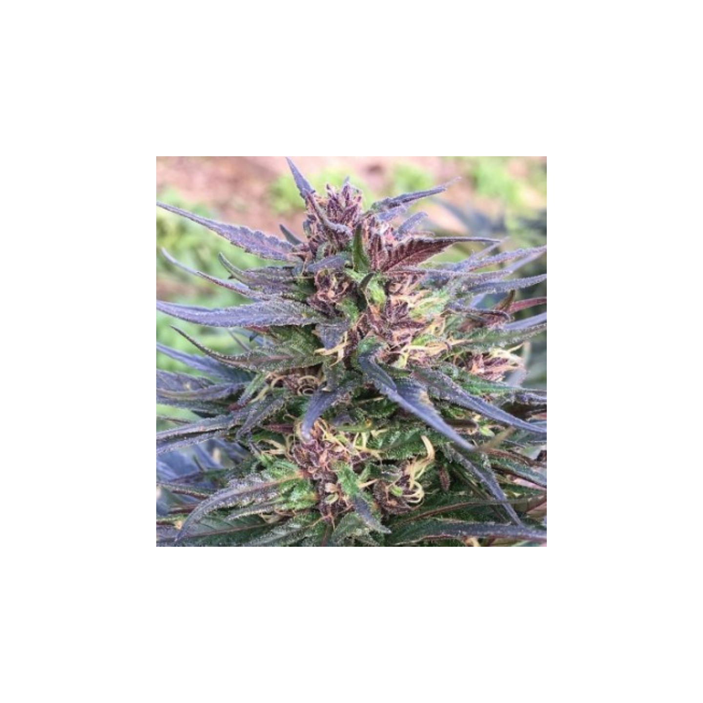 Honduras Breeze Feminizada de Ace Seeds