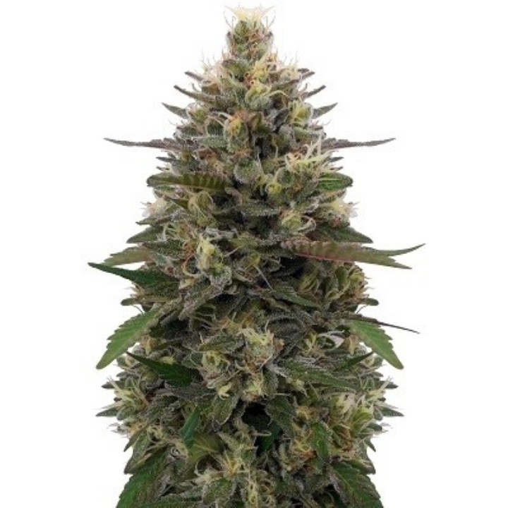 Pakistani Skunk Feminizada de Ace Seeds