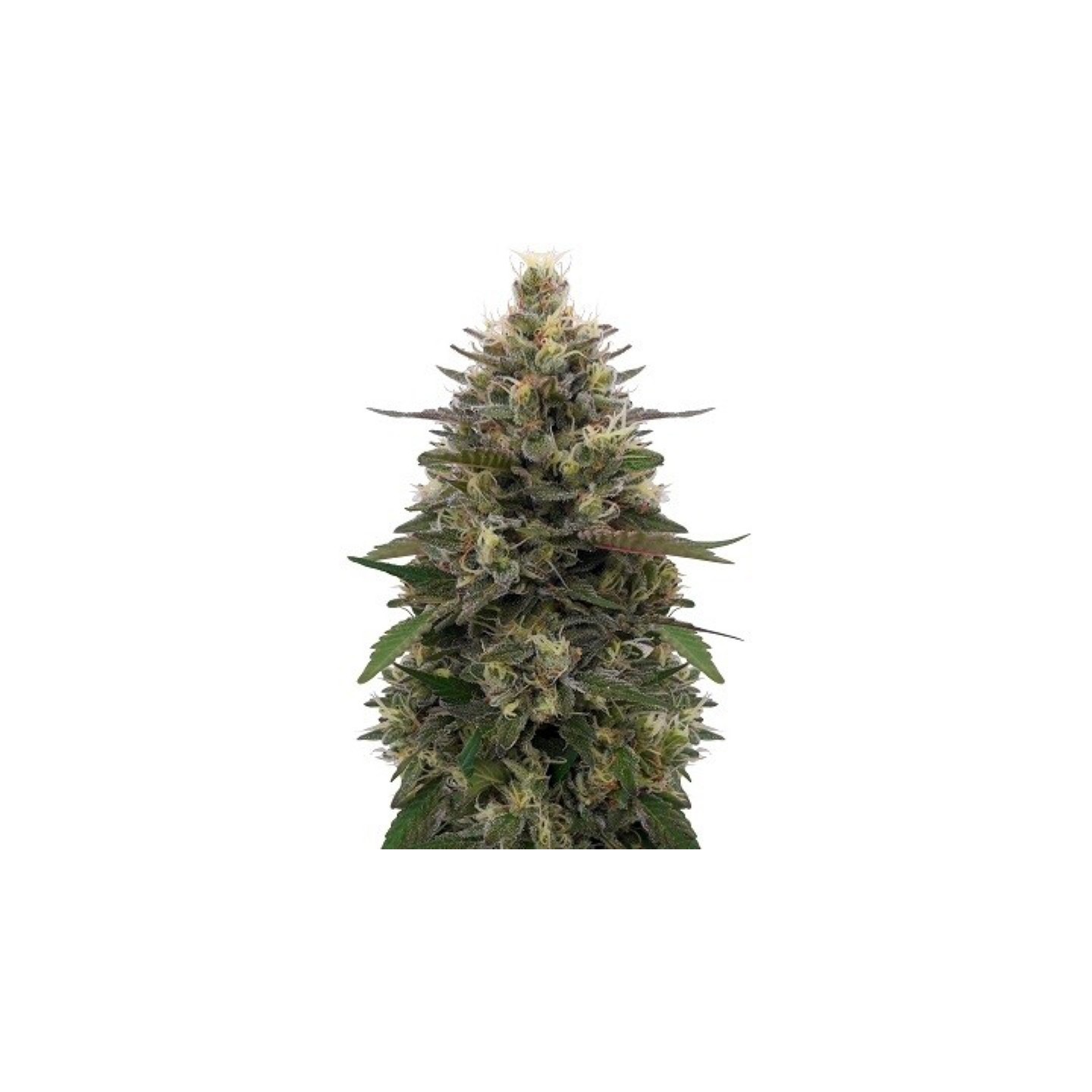 Pakistani Skunk Feminizada de Ace Seeds