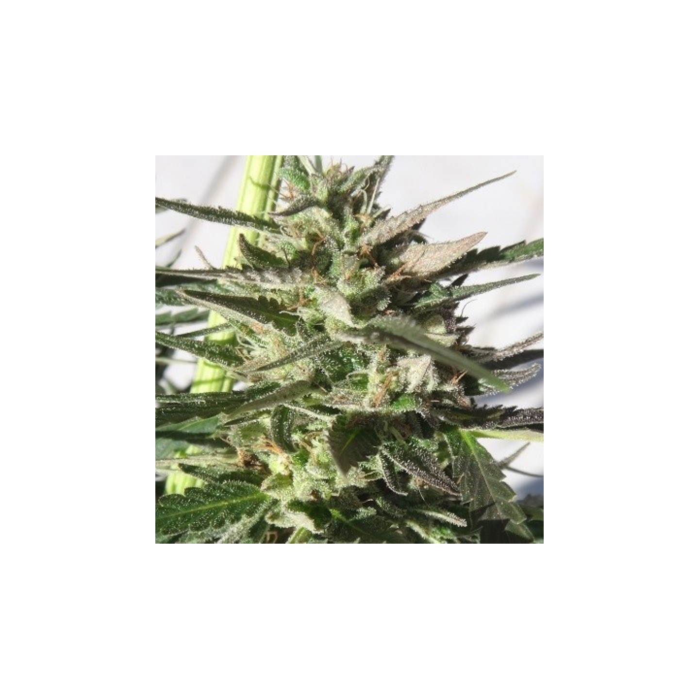 Panama X Tikal Feminizada de Ace Seeds