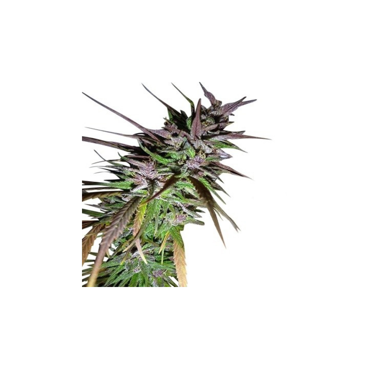 Purple Pakistani Haze Feminizada de Ace Seeds