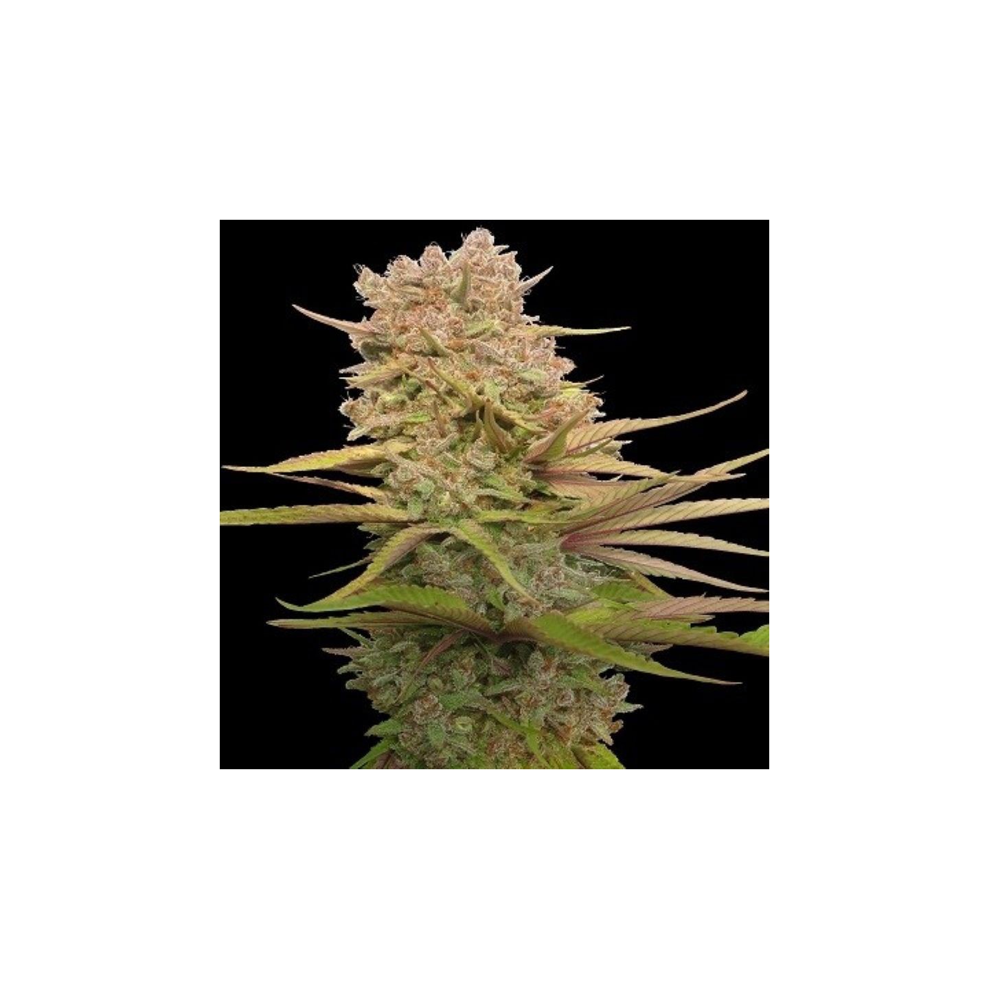 Red Sapphire Feminizada de Ace Seeds