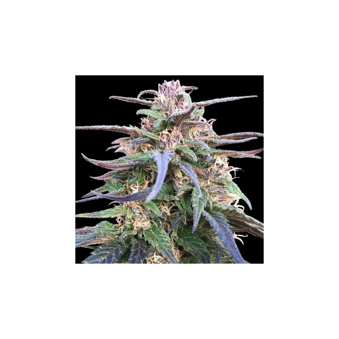 Zamal Bliss Feminizada de Ace Seeds