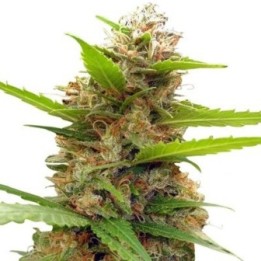 Zamaldelica X Nepal Jam Feminizada de Ace Seeds