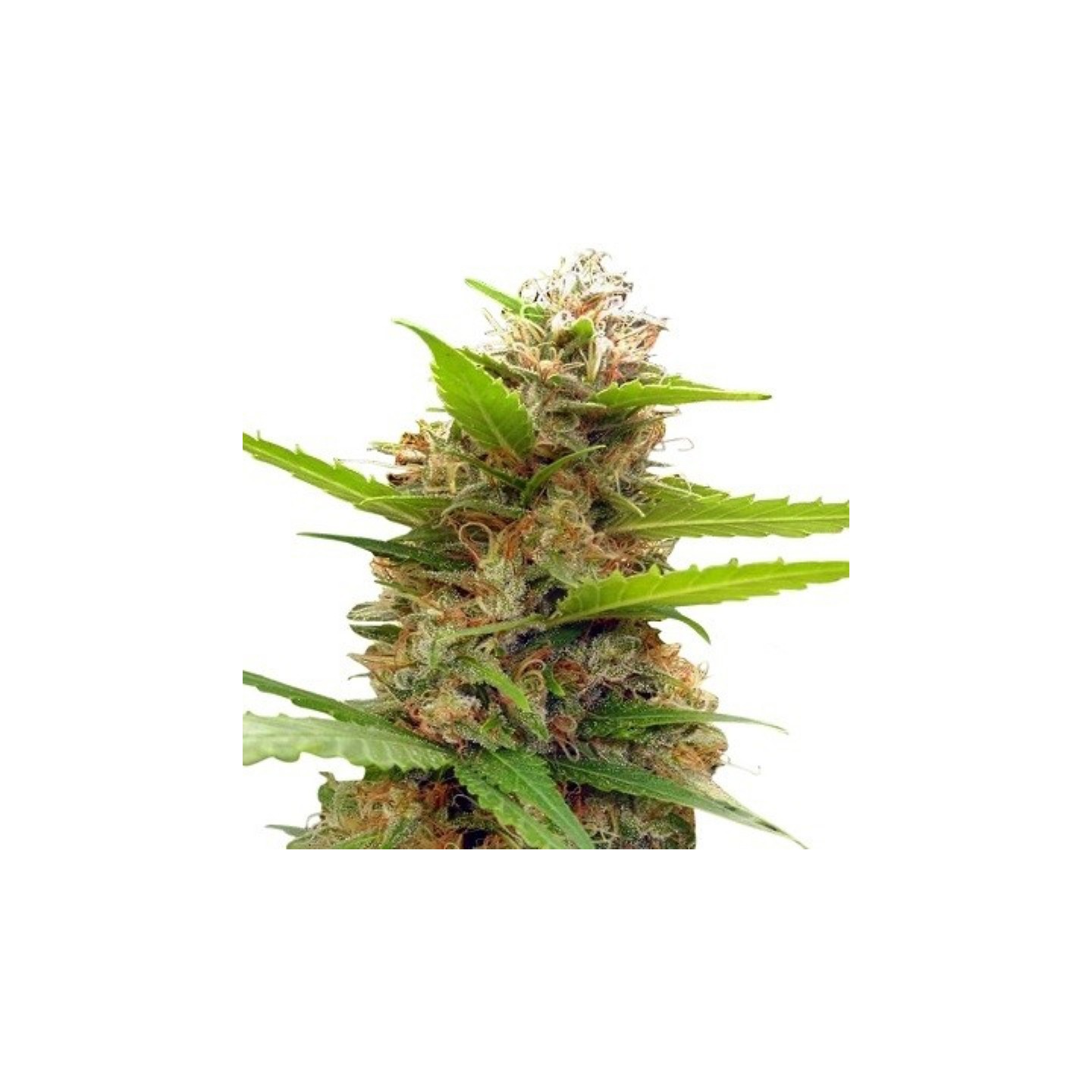 Zamaldelica X Nepal Jam Feminizada de Ace Seeds