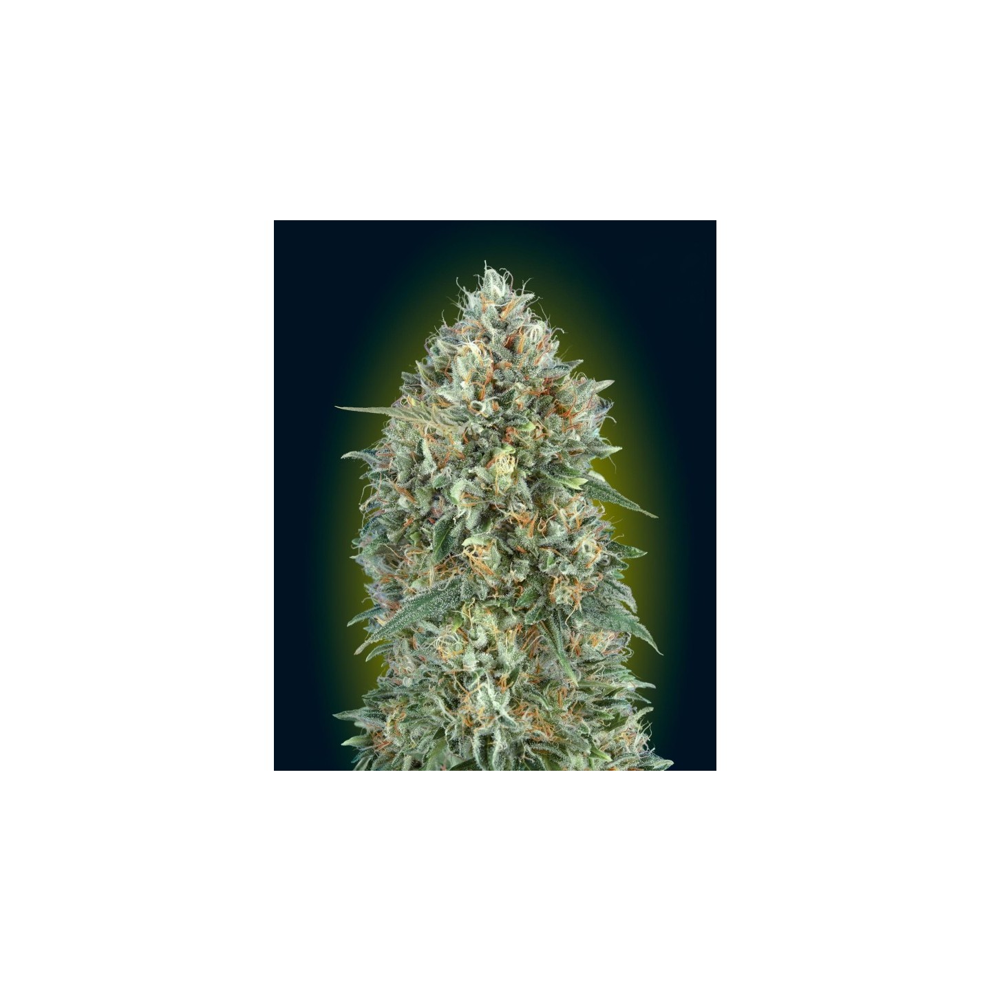 Auto Gelato 33 Feminizada de Advanced Seeds