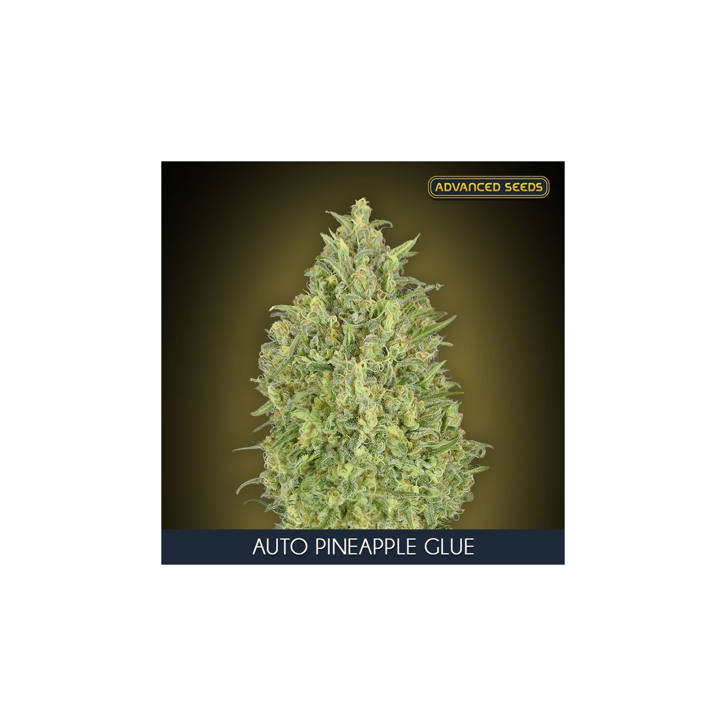 Auto Pineapple Glue Feminizada de Advanced Seeds