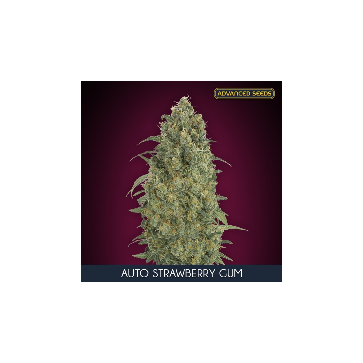 Auto Strawberry Gum Feminizada de Advanced Seeds