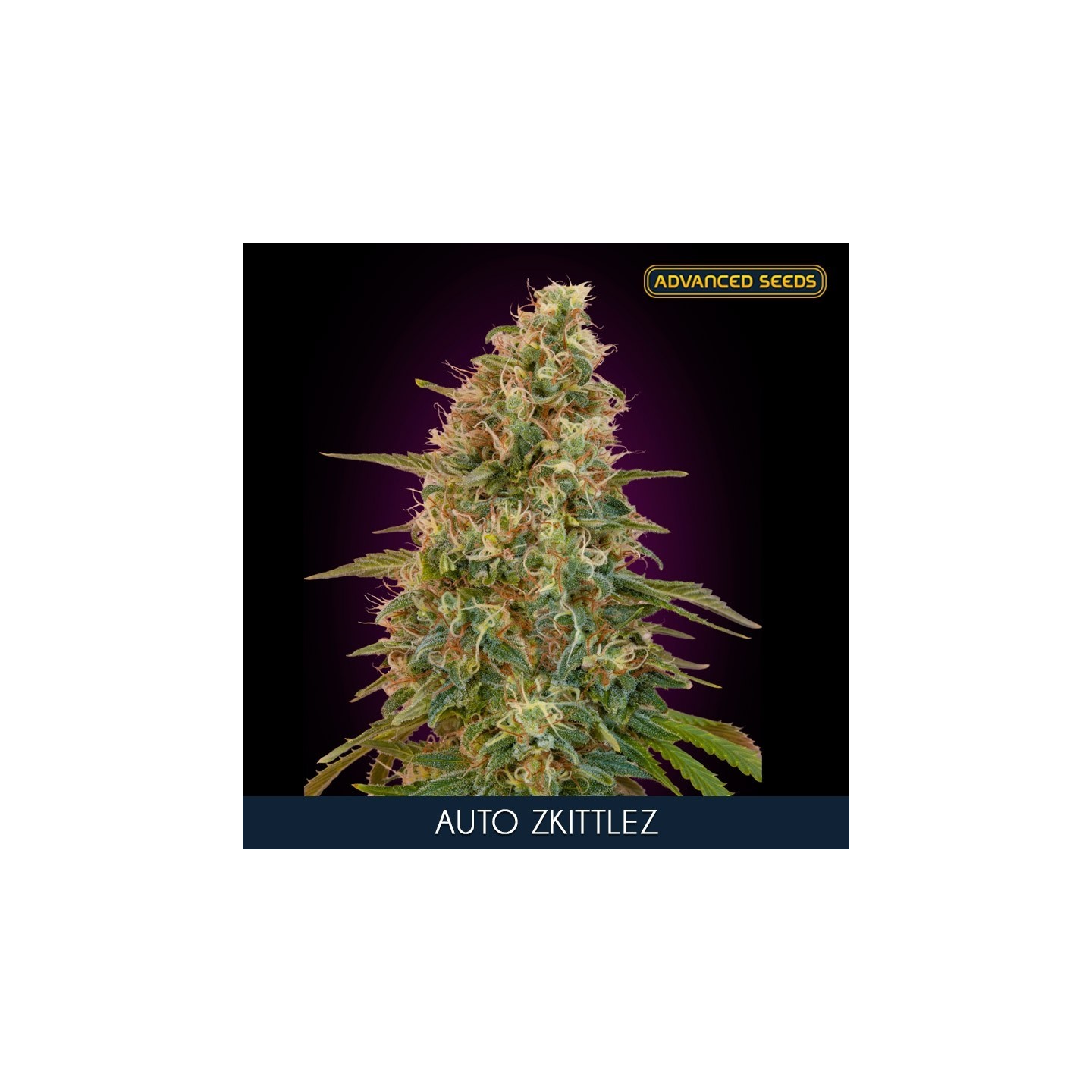 Auto Zkittlez Feminizada de Advanced Seeds