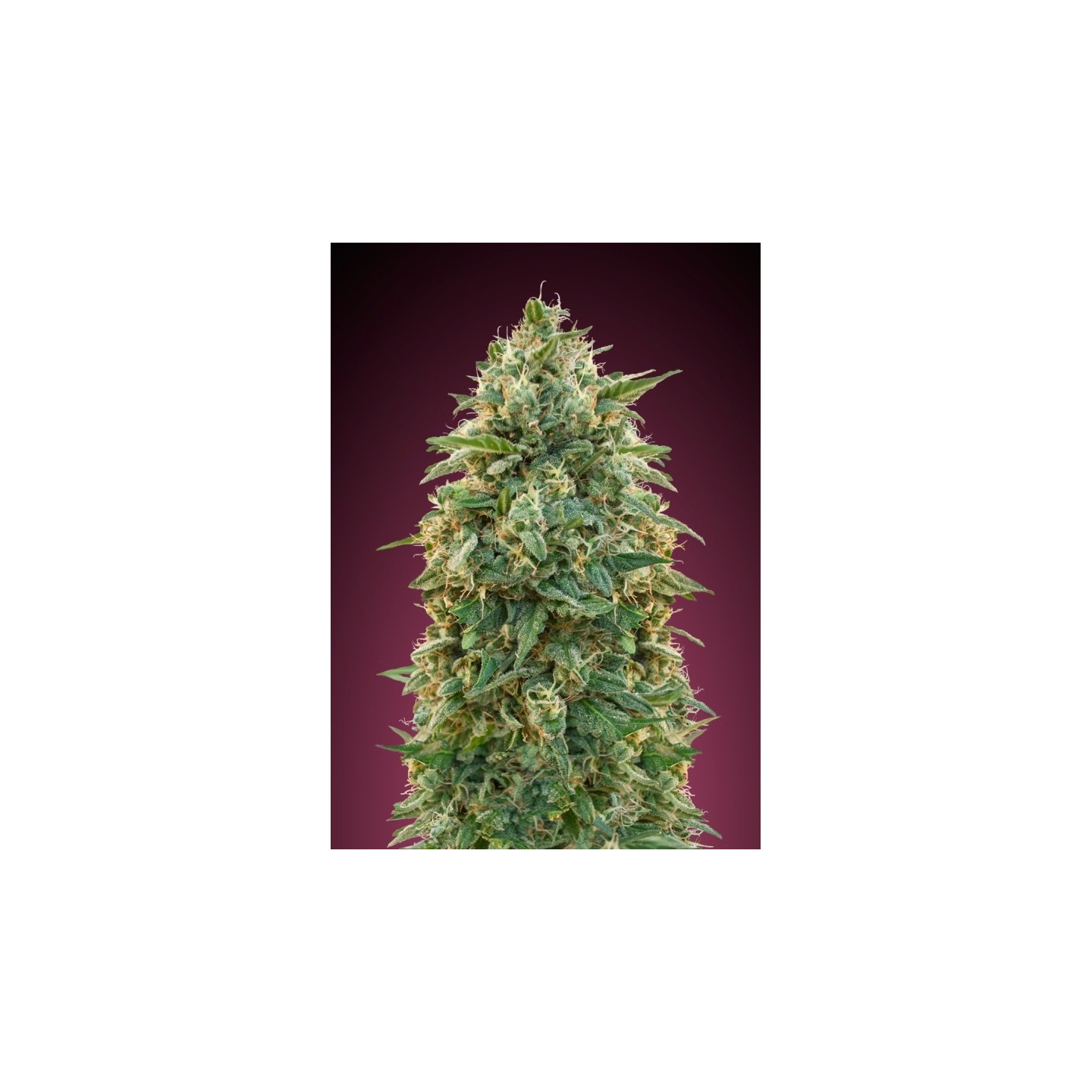 Female Collection #5 Feminizada de Advanced Seeds