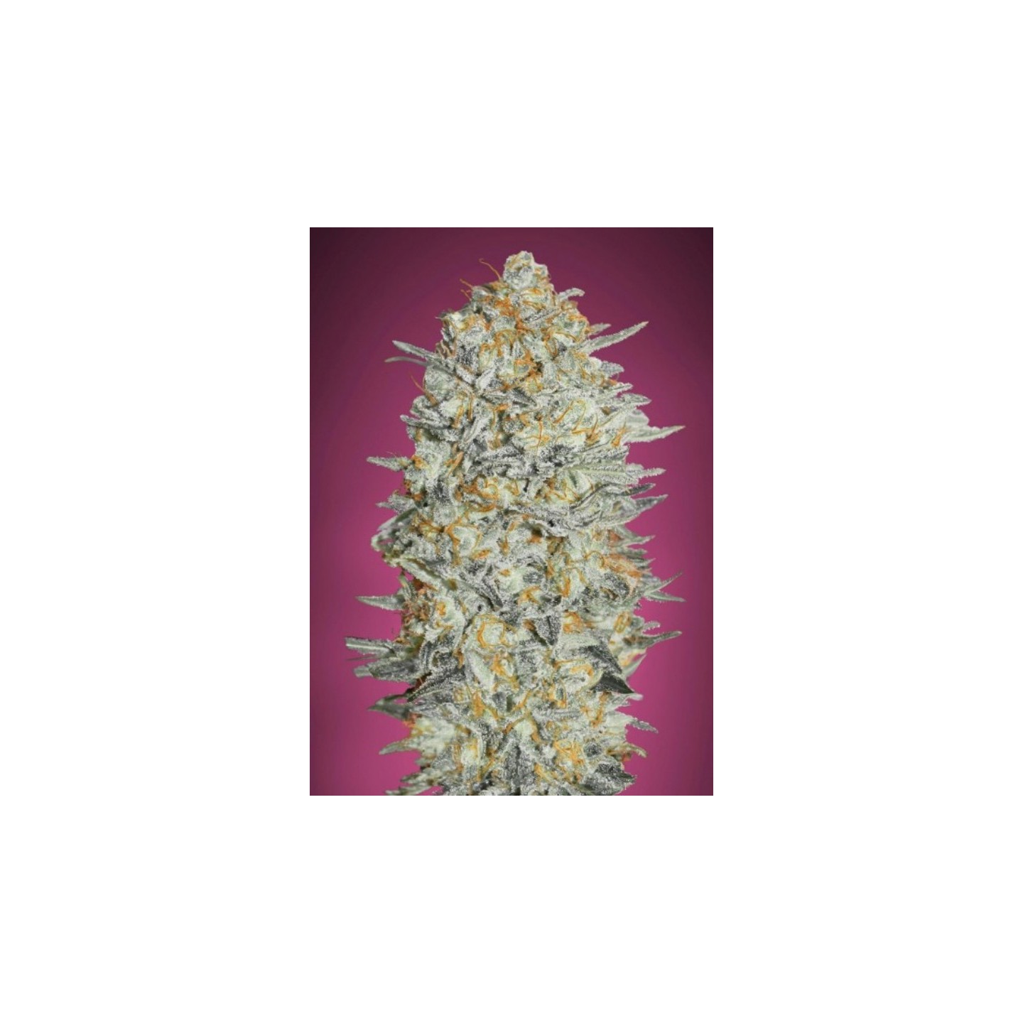 Gelato 33 Feminizada de Advanced Seeds