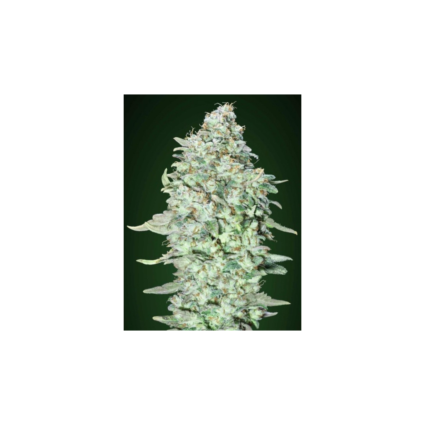 Og Kush Sfv Feminizada de Advanced Seeds
