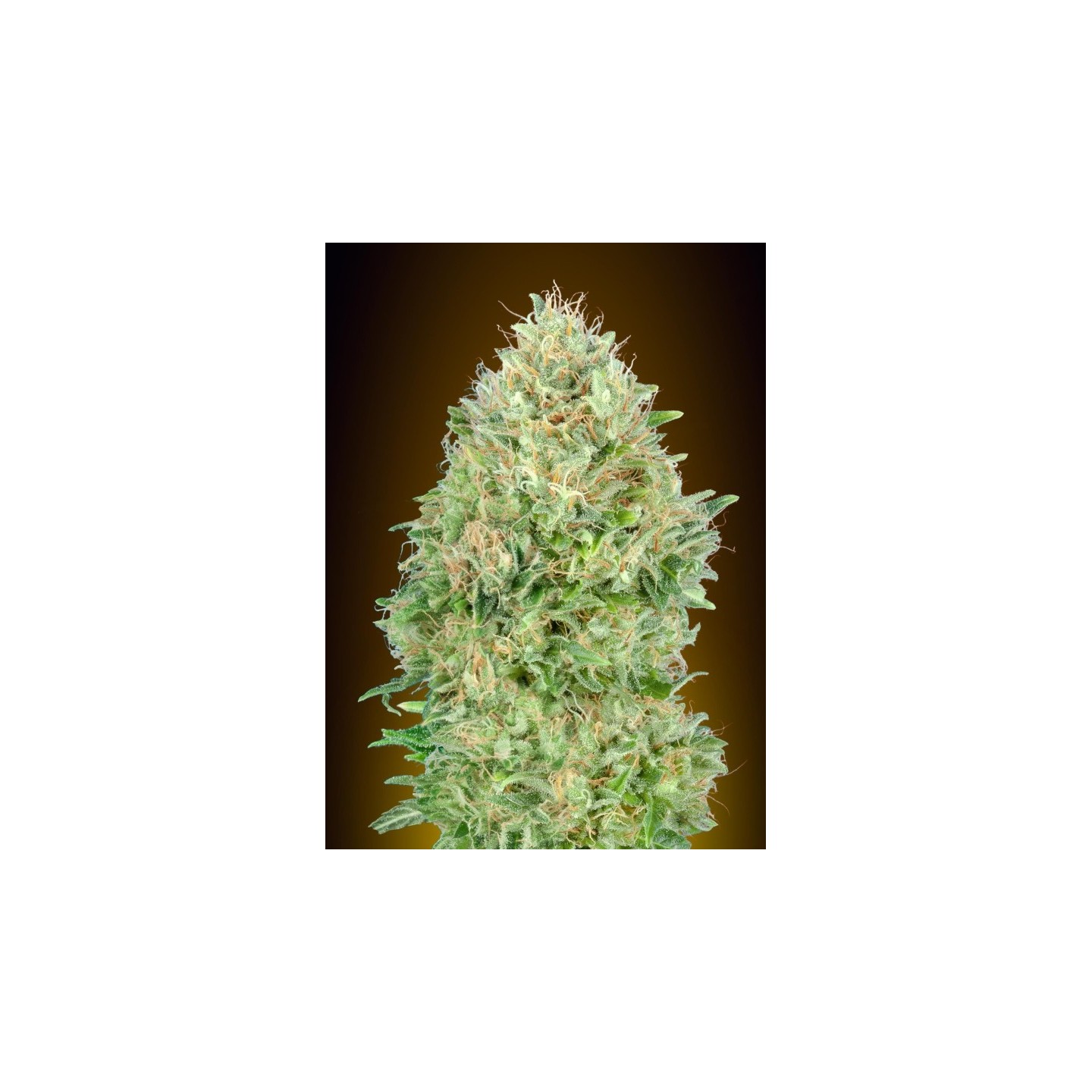 Pineapple Glue Feminizada de Advanced Seeds