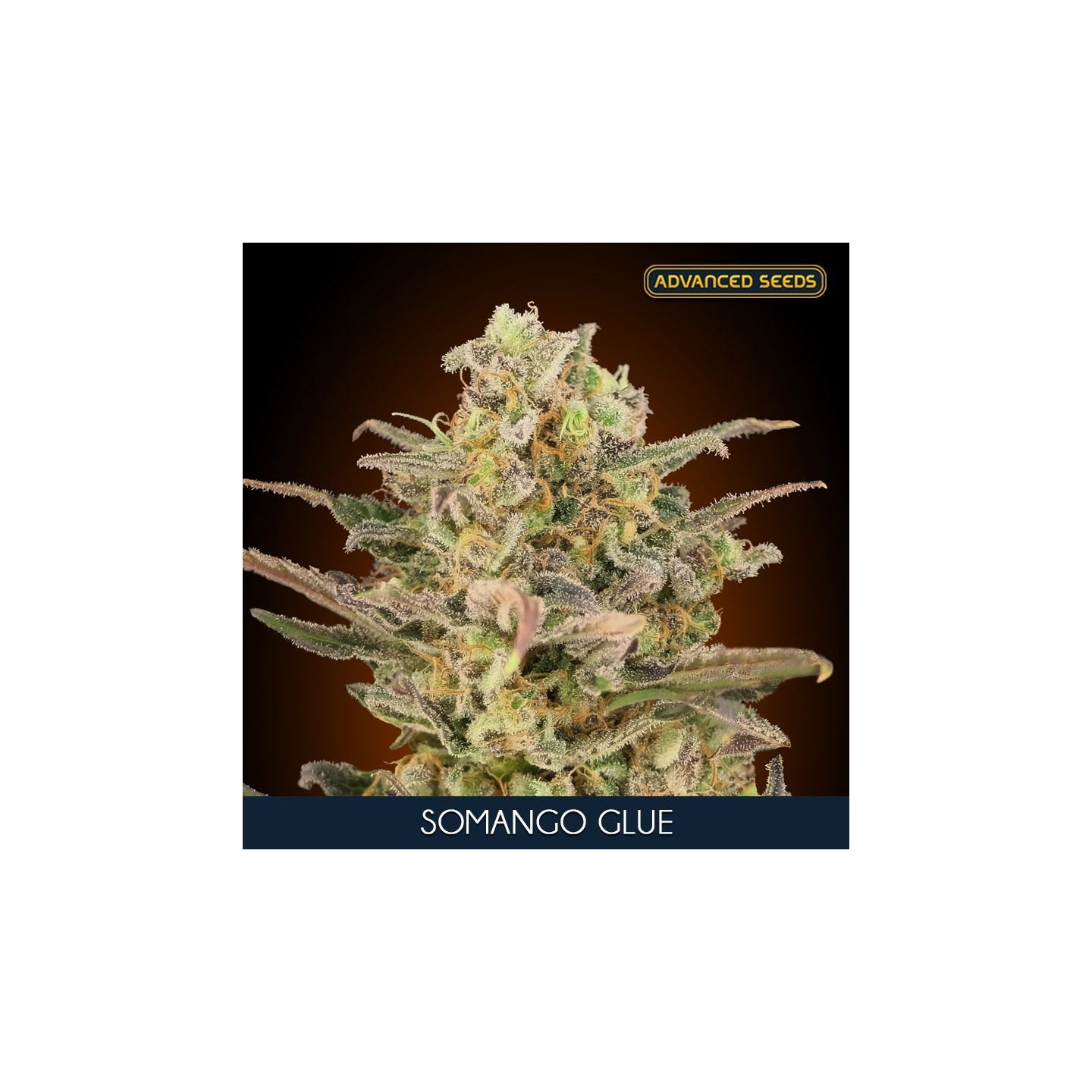 Somango Glue Feminizada de Advanced Seeds