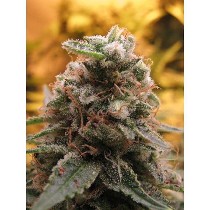 Top - 69 (Auto) Feminizada de Advanced Seeds
